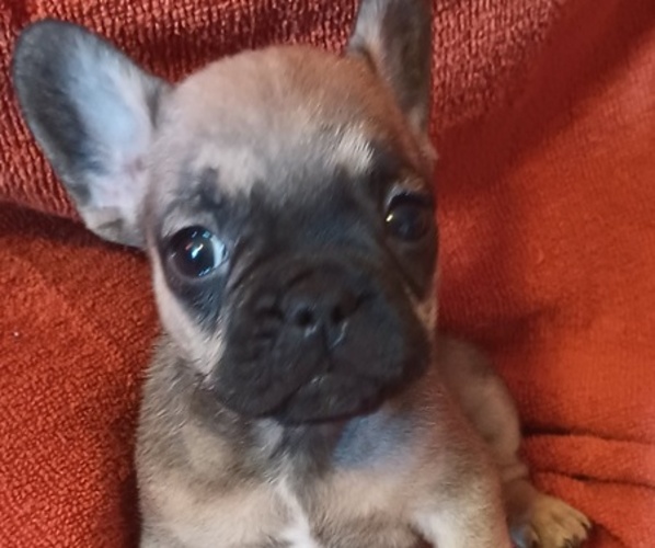 Medium Photo #18 French Bulldog Puppy For Sale in DENVER, CO, USA