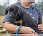 Small Photo #4 Labrador Retriever-Unknown Mix Puppy For Sale in Canton, CT, USA