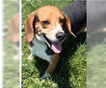 Small #1 Beagle