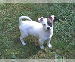 Small #2 Chihuahua Mix