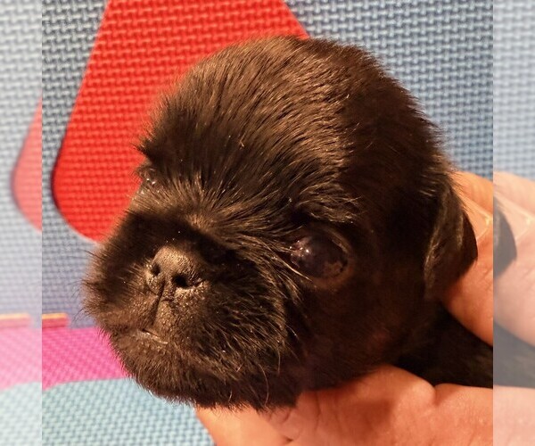 Medium Photo #8 Brussels Griffon Puppy For Sale in SPRING BRANCH, TX, USA