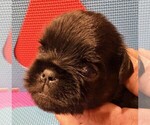 Small #7 Brussels Griffon