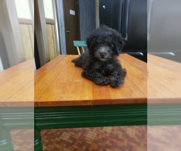 Medium Photo #1 Poodle (Toy) Puppy For Sale in NEW CHURCH, VA, USA