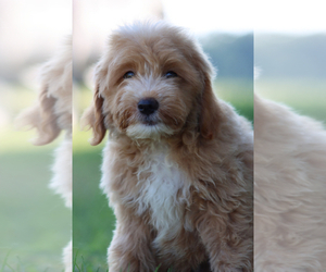 Goldendoodle Puppy for sale in ITASCA, TX, USA