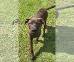 Small #2 American Pit Bull Terrier Mix