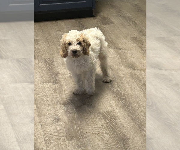 Medium Photo #3 Goldendoodle Puppy For Sale in HONEY GROVE, TX, USA