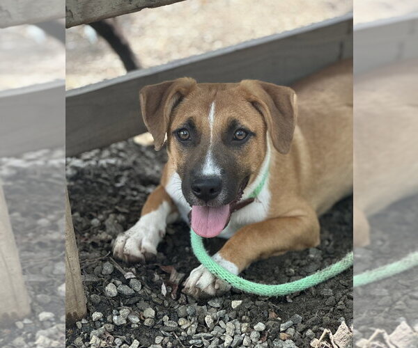 Medium Photo #2 Mutt Puppy For Sale in Elmsford, NY, USA