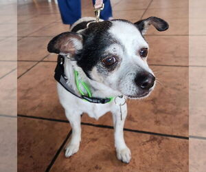Chihuahua-Unknown Mix Dogs for adoption in San Jose, CA, USA