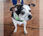 Small Chihuahua Mix