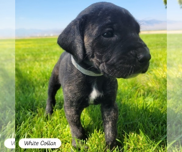 Medium Photo #4 Daniff-Neapolitan Mastiff Mix Puppy For Sale in MONTEVIEW, ID, USA