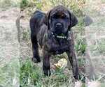 Small English Mastweiler