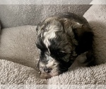 Small Photo #8 Zuchon Puppy For Sale in RENO, NV, USA