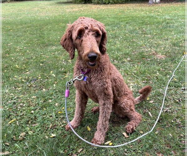 Medium Photo #10 Poodle (Standard) Puppy For Sale in Oak Bluffs, MA, USA