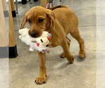 Small #2 Beagle-Redbone Coonhound Mix