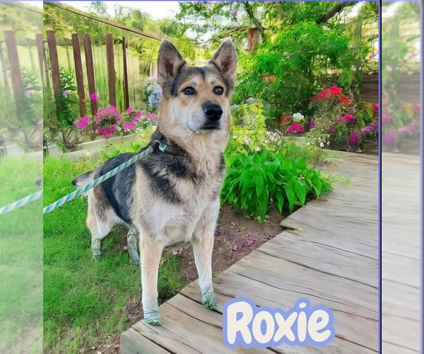 Medium Photo #1 German Shepherd Dog Puppy For Sale in Lafayette, CA, USA