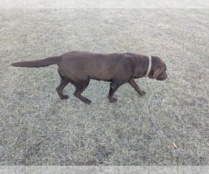 Father of the Golden Labrador puppies born on 01/01/2026