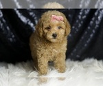 Small #4 Maltipoo