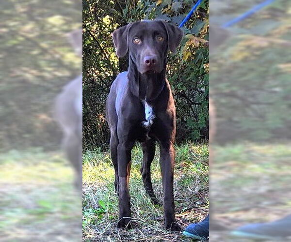 Medium Photo #3 Labrador Retriever-Unknown Mix Puppy For Sale in Wetumpka, AL, USA