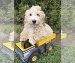 Small Photo #3 Bichpoo Puppy For Sale in MIDDLEBURY, IN, USA