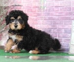 Small Photo #4 Bernedoodle Puppy For Sale in BEL AIR, MD, USA