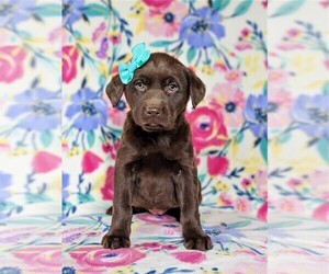Labrador Retriever Puppy for sale in HOLTWOOD, PA, USA