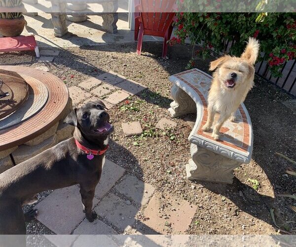 Medium Photo #8 American Pit Bull Terrier-Labrador Retriever Mix Puppy For Sale in San Bernardino , CA, USA