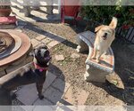 Small #7 American Pit Bull Terrier-Labrador Retriever Mix