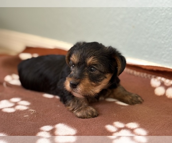 Medium Photo #3 Yorkshire Terrier Puppy For Sale in TUCSON, AZ, USA