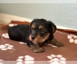 Small #2 Yorkshire Terrier