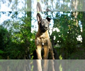 Belgian Malinois Puppy for sale in ENCINO, CA, USA