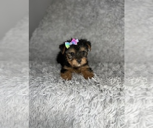 Yorkshire Terrier Puppy for sale in INDIANAPOLIS, IN, USA