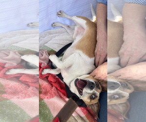 ARCHIE - Male Chihuahua-Unknown Mix Dog for Adoption - Photo #4