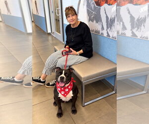 Jimi - Male Mutt Dog for Adoption - Photo #3
