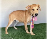 Small #3 Mastador