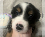 Small Photo #23 Miniature Australian Shepherd Puppy For Sale in QUINCY, CA, USA