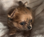 Small #11 Chihuahua