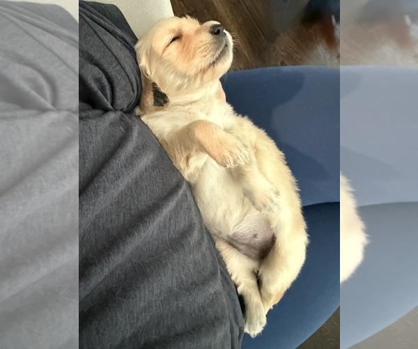 Medium Photo #59 Golden Retriever Puppy For Sale in EXTON, PA, USA