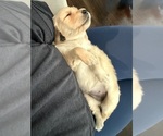 Puppy Miss Blackberry Golden Retriever