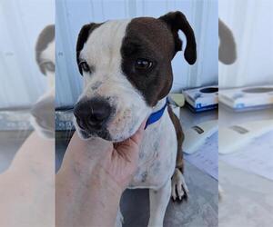 Bulldog Dogs for adoption in Bakersfield, CA, USA