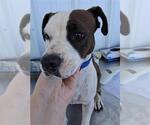 Small Bulldog