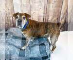 Small #10 Bulldog Mix
