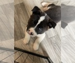 Small Photo #1 Akita Puppy For Sale in CANTONMENT, FL, USA