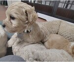 Puppy Grey collar Maltipoo (Miniature)