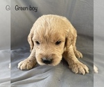 Small Photo #10 Goldendoodle Puppy For Sale in GARDEN CITY, MO, USA