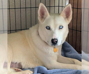 Siberian Husky-Unknown Mix Dogs for adoption in Omaha, NE, USA