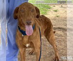 Small Retriever Mix