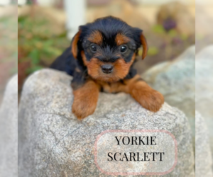 Yorkshire Terrier Puppy for Sale in ELMHURST, Illinois USA