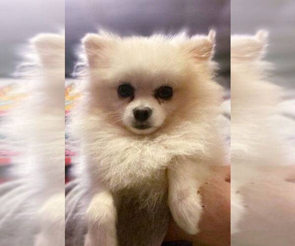 Medium Photo #2 Pomeranian Puppy For Sale in Matawan, NJ, USA