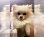 Small #1 Pomeranian