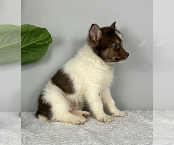 Medium Photo #6 Pomsky Puppy For Sale in FRANKLIN, IN, USA